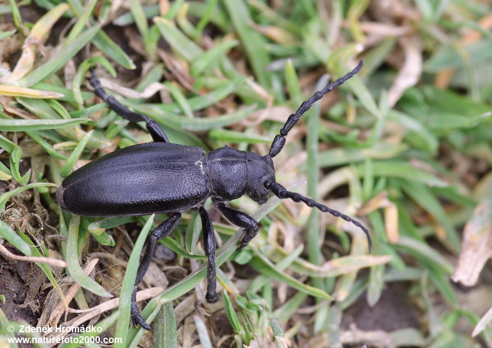 kozlíček černý, Dorcadion aethiops (Scopoli, 1763), Cerambycidae (Brouci, Coleoptera)